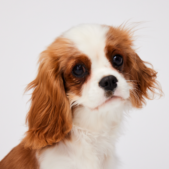Piper